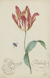 Estudio de un tulipán y una mosca