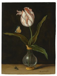 El tulipán 