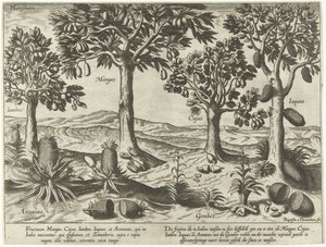 Árboles frutales y arbustos de las Indias Orientales de Baptista van Doetechum
