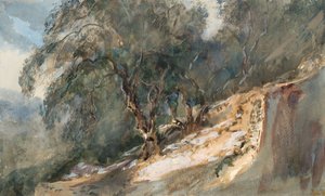 Paisaje: Árboles con troncos nudosos (acuarela y grafito sobre papel de trama)