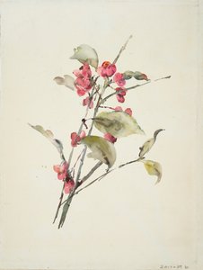 Flores rosas (acuarela sobre papel) de Barbara Leigh Smith Bodichon