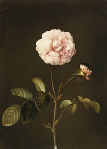 Una rosa gallica con un abejorro de Barbara Regina Dietzsch
