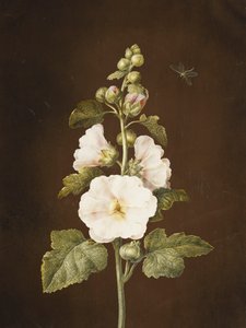 Una Malva Real de Barbara Regina Dietzsch