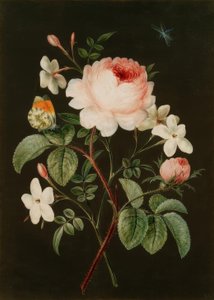 Arreglo de rosa y jazmín de Barbara Regina Dietzsch