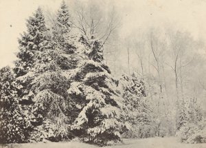 Paisaje de Abetos bajo la Nieve