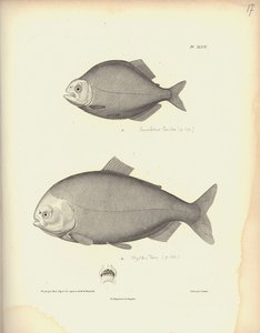 Characidae, Pl. XLVII, grabado en acero por Coutant después de un grabado de Nicola Huet, ilustración de 