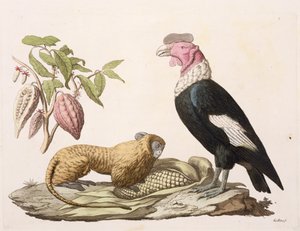 Mono león y cóndor, nativos de Chile o Ecuador, de 