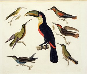 Aves nativas, incluyendo el Tucán (centro), Amazonas, Brasil, de 