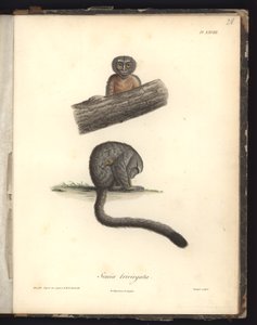 Simia trivirgata, Pl.XXVIII, grabado en acero por Louis Bouquet, ilustración de 