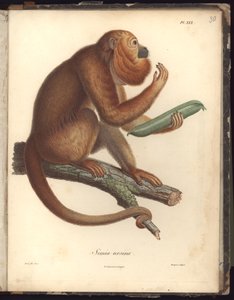 Simia ursina, Pl.XXX, ilustración de Recueil d