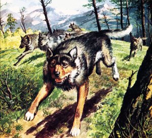 La llamada de lo salvaje, basada en la novela de Jack London