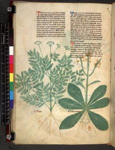 Egerton 747 f.101v Tractatus de Herbis, c.1280-1310 (tinta y color sobre vitela) de Bartholomaei Mini de Senis
