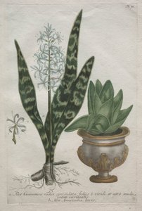 Áloes