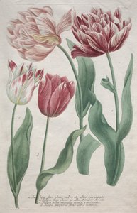 Tulipanes de Bartholomaus Seutter