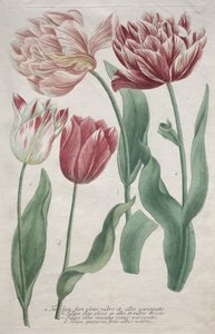 Tulipanes de Bartholomaus Seutter