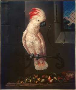 Loro blanco