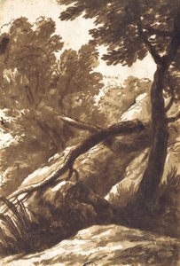Paisaje Boscoso