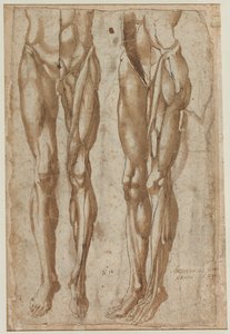 Two Studies of a Flayed Man (recto) de Bartolommeo da Arezzo