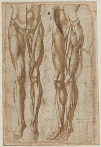 Dos estudios de un hombre desollado recto Estudio de un torso desollado verso, 1554 de Bartolommeo da Arezzo