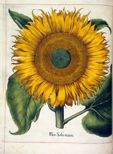 Un girasol (flos solis maior), de 