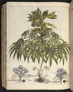 Helleborus, Ilustración de 