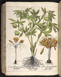 Helleborus niger, Crocus vernus, de Hortus Eystettensis, de Basilius Besler de Basilius Besler