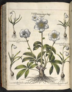 Helleborus niger, Ilustración de 