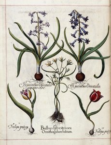 Jacinto y tulipán, de 