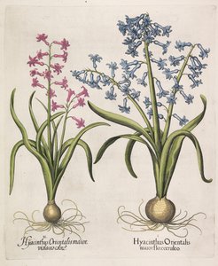 Hyacinthus orientalis
