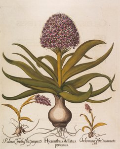 Hyacinthus stellatus, 1613 de Basilius Besler