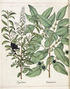 Ligustrum y Guiacana, de 