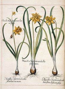 Narciso, de 
