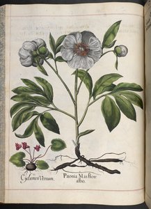 Lámina 106: Cyclamen Vernum, Paonia Mas flore albo, de Hortus Eystettensis, de Basilius Besler de Basilius Besler