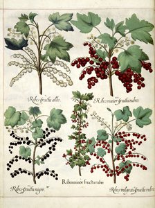 Plantas de grosella roja y negra, de 