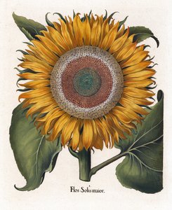 El girasol común, Flos Solis Maior de Basilius Besler