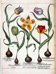 Tulipán, de 