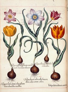 Tulipanes, de 