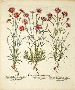 Variedades de Caryophyllus Sylvestris publicado en Hortus Eystettensis, 1613 de Basilius Besler