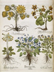 Varias plantas, de 