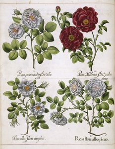 Rosa blanca y roja, de 