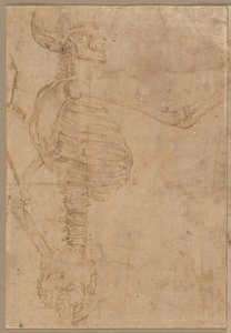 Esqueleto de medio cuerpo en perfil de Battista Franco