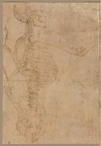Esqueleto de medio cuerpo en perfil, principios de 1540 de Battista Franco