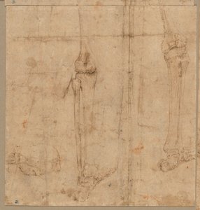Mitad inferior del esqueleto desde la espalda, principios de 1540s de Battista Franco