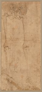 Mitad inferior del esqueleto desde el frente, principios de 1540s de Battista Franco