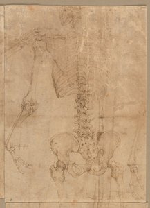 Mitad superior del esqueleto desde la espalda, principios de la década de 1540 de Battista Franco