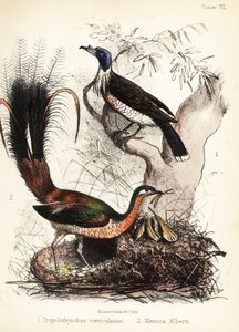 Pájaro fraile y pájaro lira. 1855 (litografía)