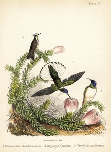 Especie de colibrí. 1855 (litografía)