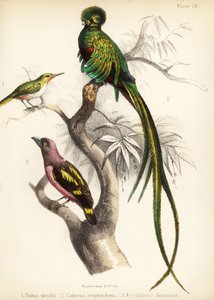 Piquero de Jamaica, quetzal resurgente y broadbill anillado. 1855 (litografía) de Bauerrichter