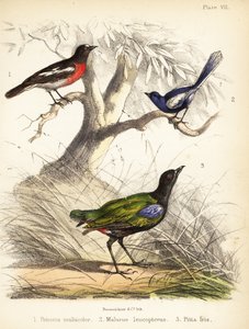 Petirrojo del Pacífico, reyezuelo de alas blancas y pitta arco iris. 1855 (litografía) de Bauerrichter
