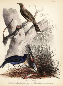 Pájaros de raso y de pecho leonado. 1855 (litografía) de Bauerrichter